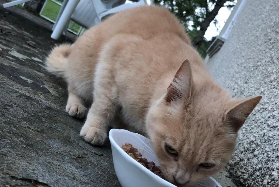 Fundmeldung Katze rassenmischung  Unbekannt Menet Frankreich